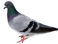 Pigeon Control Surrey
