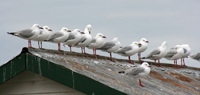 Seagull Control Surrey