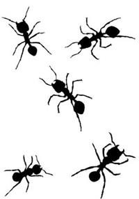 Ant infestations